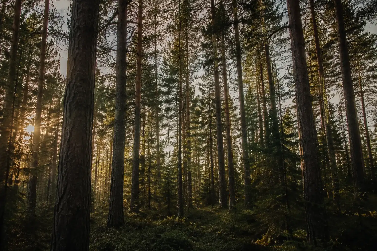 Sunlight streaming through a pine forest